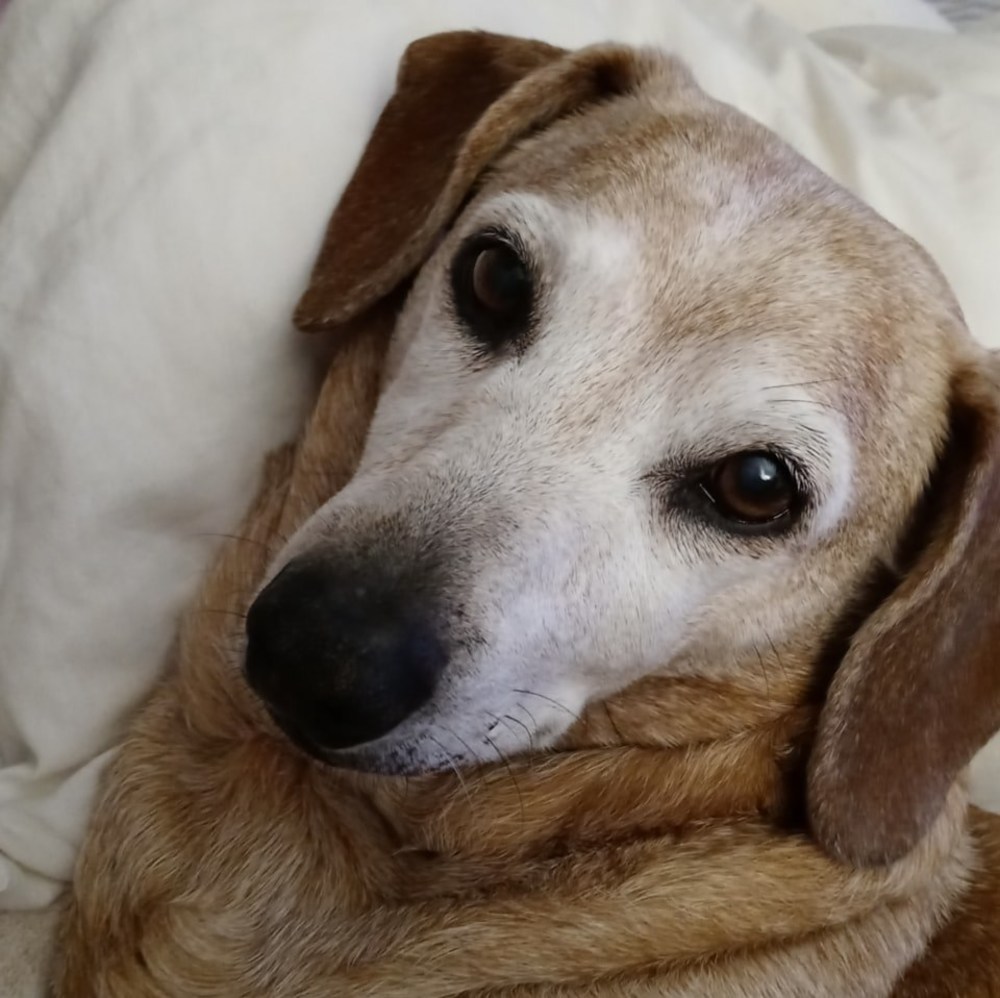 Meet your Posher, Desie